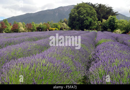 Field of lavender, Lavandula spica, Lavendyl Lavender Farm, Kaikoura, South Island, New Zealand Stock Photo