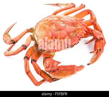 Cooked crab isolated on a white background. Stock Photo