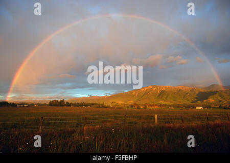 Rainbow over a cattle field at dawn, Kaikoura, South Island, New Zealand Stock Photo