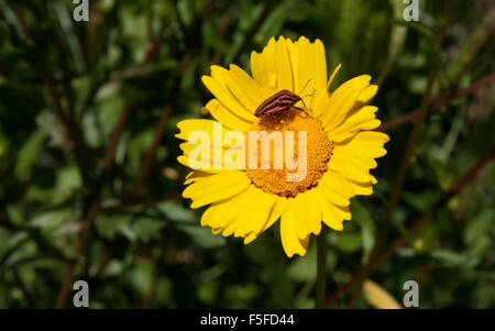 Italian Striped-Bug or Minstrel Bug, Graphosoma lineatum over yellow flower Stock Photo