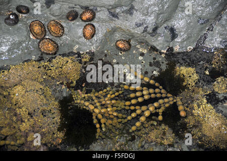 Algae and limpets in tide pool, Kaikoura, South Island, New Zealand Stock Photo