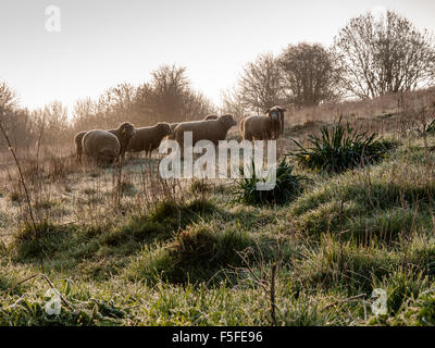 Back lit Sheep in a field on a misty Autumn morning Stock Photo