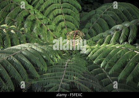 Tree fern, Cyathea sp., Wellington, North Island, New Zealand Stock Photo