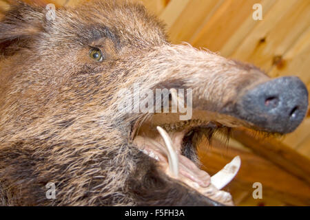 Wild boar. Stuffed animal Stock Photo