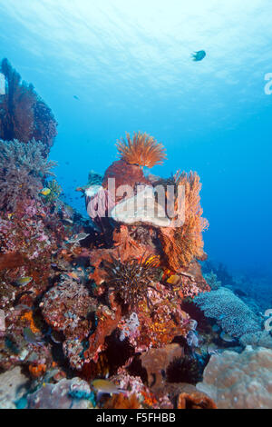 Different Feather Stars, Sumbawa, Indonesia Stock Photo