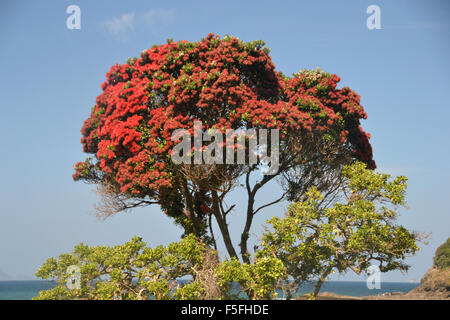 New Zealand Christmas tree or Pohutukawa, Metrosideros excelsa, Matapouri Beach, North Island, New Zealand Stock Photo