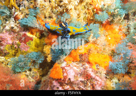 Verco's nudibranch, Tambja verconis, in a colorful rocky wall of sponges, ascidians and coral, Poor Knights Islands Nature Reser Stock Photo