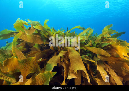Ulva kelp or sea lettuce, Ulva lactuca, Poor Knights Islands Nature Reserve, Bay of Islands, New Zealand Stock Photo