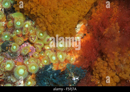 Anthozoans Jewel anemones, Corynactis viridis, among coral and sponges, Poor Knights Islands Nature Reserve, New Zealand Stock Photo