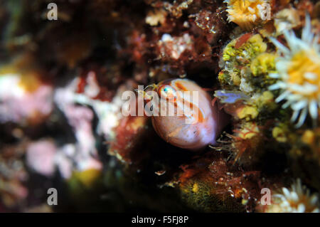 Crested blenny, Parablennius laticlavius, Poor Knights Islands Nature Reserve, Bay of Islands, New Zealand Stock Photo