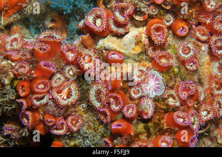 Diversity of Anthozoans Jewel anemones, Corynactis viridis, Poor Knights Islands Nature Reserve, Bay of Islands, New Zealand Stock Photo