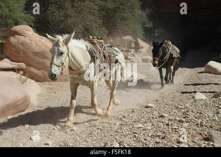 Mule train passing through along the Havasu falls train in the Supai Indian reservation of the Grand Canyon Stock Photo