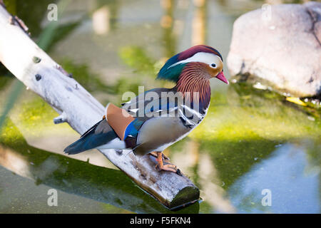 Mandarin Duck (Aix galericulata), Male