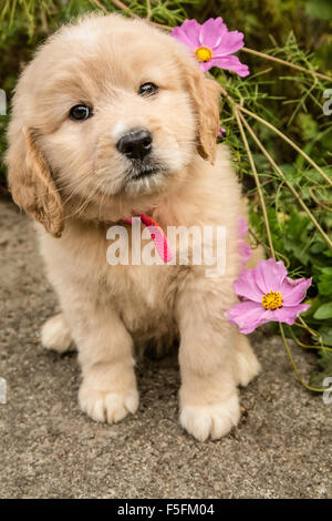 Cute seven week Goldendoodle puppy sitting by some pink Cosmos flowers in Autumn in Issaquah, Washington, USA Stock Photo