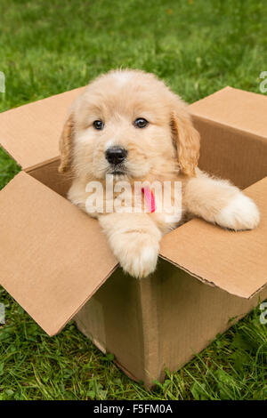 Cute seven week Goldendoodle puppy sitting in an empty cardboard box in Issaquah, Washington, USA Stock Photo