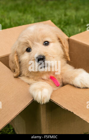 Cute seven week Goldendoodle puppy sitting in an empty cardboard box in Issaquah, Washington, USA Stock Photo