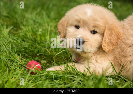 Cute seven week Goldendoodle puppy playing with its ball on the lawn in Issaquah, Washington, USA Stock Photo