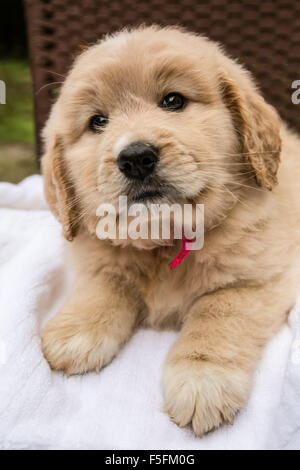 Cute seven week Goldendoodle puppy resting on a white towel in Issaquah, Washington, USA Stock Photo