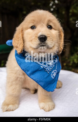 Cute seven week Goldendoodle puppy wearing a blue neckerchief in Issaquah, Washington, USA Stock Photo