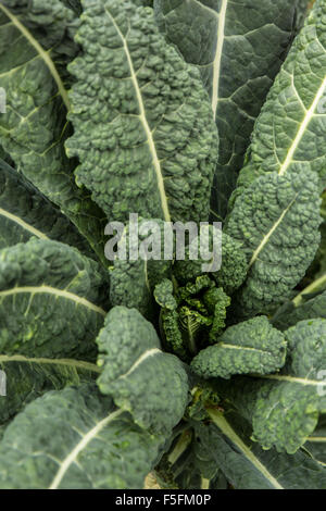 Close-up of Dinosaur kale growing in Autumn in a garden in Issaquah, Washington, USA.