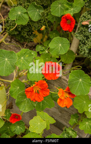 Nasturtiums growing as companion plants in a raised bed vegetable garden in Issaquah, Washington, USA. Stock Photo