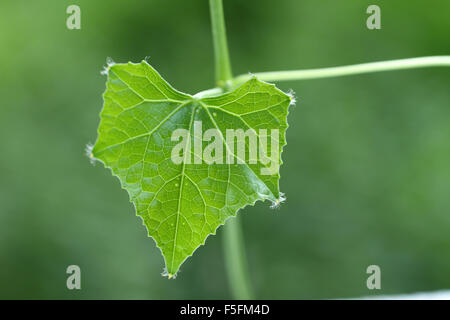 A leaf of snake gourd plant Stock Photo