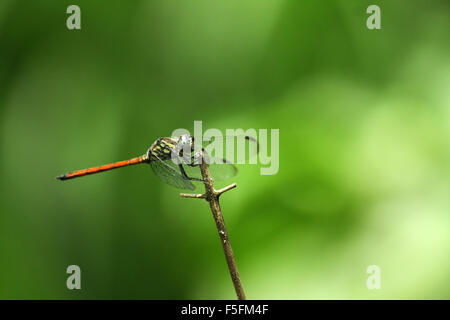 macro of red tail dragonfly hanging a stick ; selective focus at eyes with blur background Stock Photo