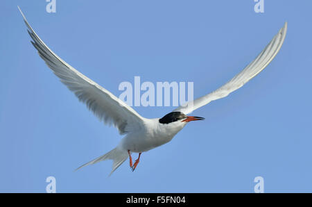 Adult  common tern in flight on the blue sky background Stock Photo