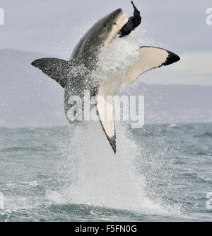 Great White Shark (Carcharodon carcharias) breaching in an attack. Stock Photo