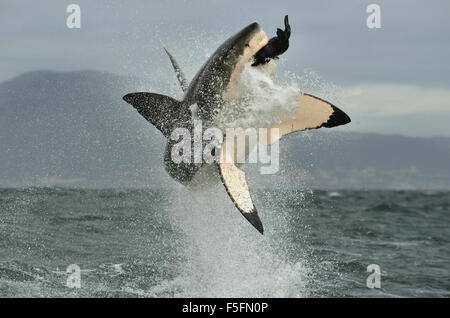 Great White Shark (Carcharodon carcharias) breaching in an attack. Hunting of a Great White Shark (Carcharodon carcharias). Stock Photo