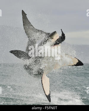 Great White Shark (Carcharodon carcharias) breaching in an attack. Hunting of a Great White Shark (Carcharodon carcharias). Sout Stock Photo