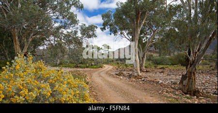 Panoramic view of stony outback landscape with narrow track winding past gum trees & golden wildflowers, Senna, in Flinders Ranges South Australia Stock Photo