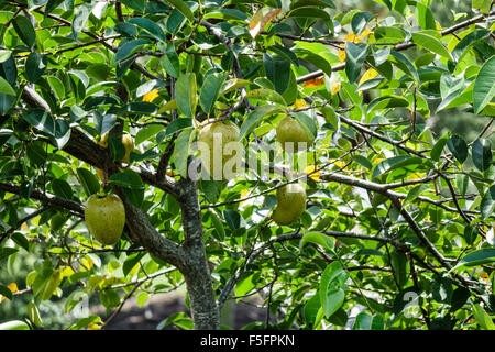 annona glabra