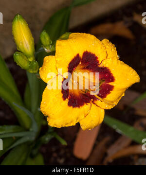 Spectacular deep yellow / orange flower & buds of daylily 'Witch's Wink' with dark red throat & raindrops on petals on dark background Stock Photo
