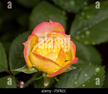 Beautiful vivid pink and yellow flower bud and green leaves of miniature rose 'Chameleon' with raindrops on opening petals Stock Photo