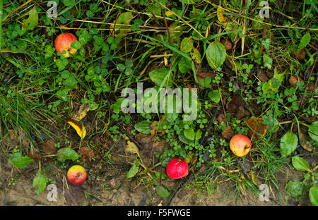 Small and full of flavour apples lying on the floor along the forest path. Stock Photo
