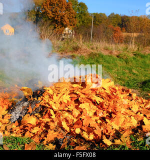 Autumn bonfire being loaded with oak yellow leaves Stock Photo