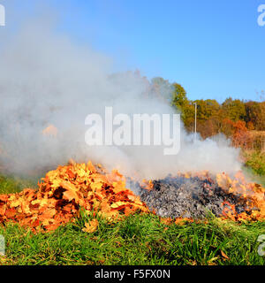 Autumn bonfire being loaded with oak yellow leaves Stock Photo