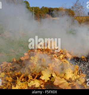 Autumn bonfire being loaded with oak yellow leaves Stock Photo