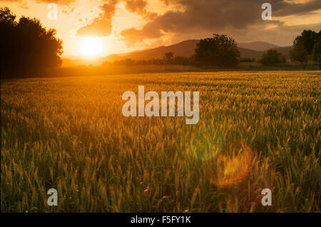 Beautiful golden sunset over fields of barley. Stock Photo