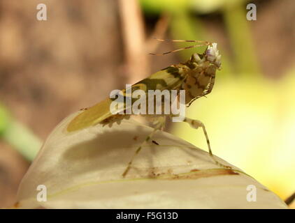 East African Spiny flower mantis (Pseudocreobotra wahlbergi)seen in profile,  posing on a flower