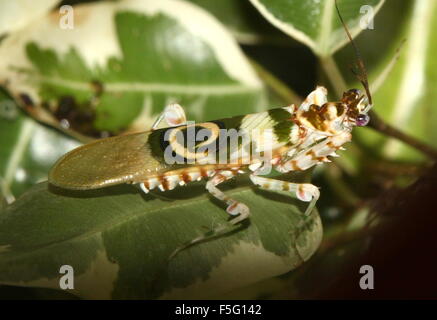 East African Spiny flower mantis (Pseudocreobotra wahlbergi) posing on a leaf Stock Photo