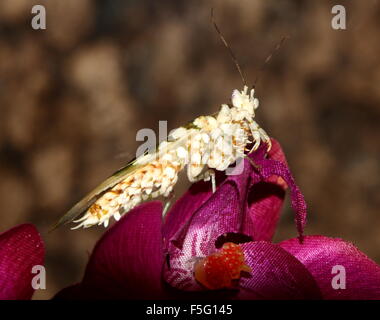 East African Spiny flower mantis (Pseudocreobotra wahlbergi) posing on an artificial (fabric) flower