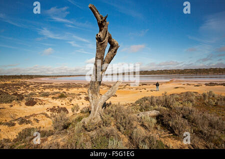 Man dwarfed by vast outback landscape, huge dead tree & Lake Crozier, immense salt lake under blue sky in Murray Sunset National Park Victoria Aust Stock Photo