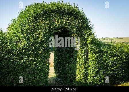 Trimmed privet hedge with arch in late winter Stock Photo - Alamy