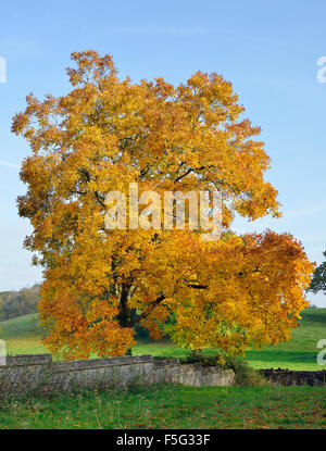 Shagbark Hickory Tree - Carya ovata Autumn Colours in Tortworth Church yard Stock Photo