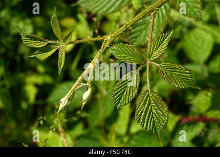 Growing point apex of a rambling bramble or blackberry, Rubus fruticosus, shoot with young leaves, June Stock Photo