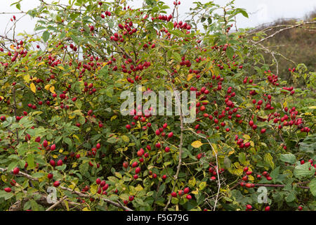Ripe red hips of a dog rose, Rosa canina, on the Dorset coast in autumn, October Stock Photo