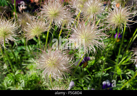 'Pulsatilla vulgaris' a species of flowering plant belonging to the buttercup family (Ranunculaceae). Stock Photo