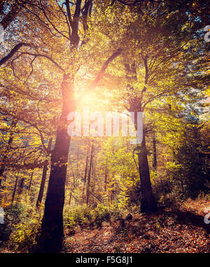 Retro stylized picture of autumnal forest. Stock Photo